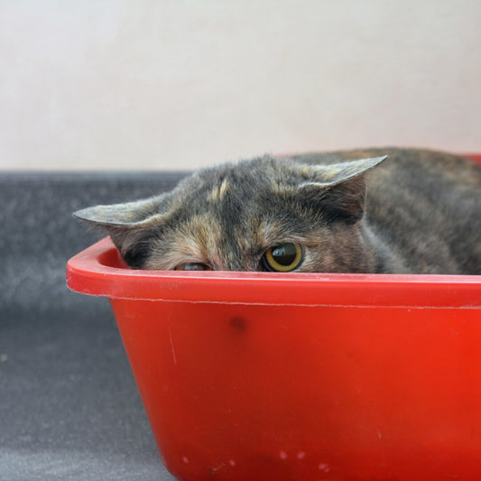How To Deal With An Anxious Cat