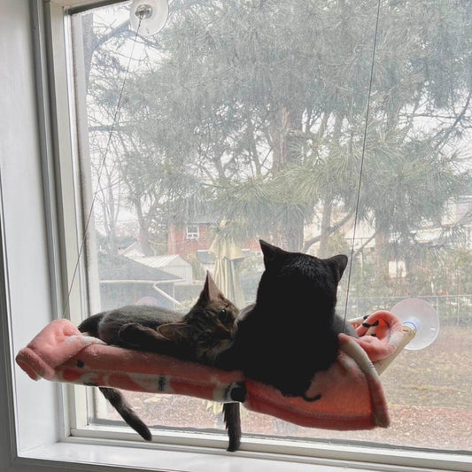 Why Every Cat Needs An Indoor Hammock