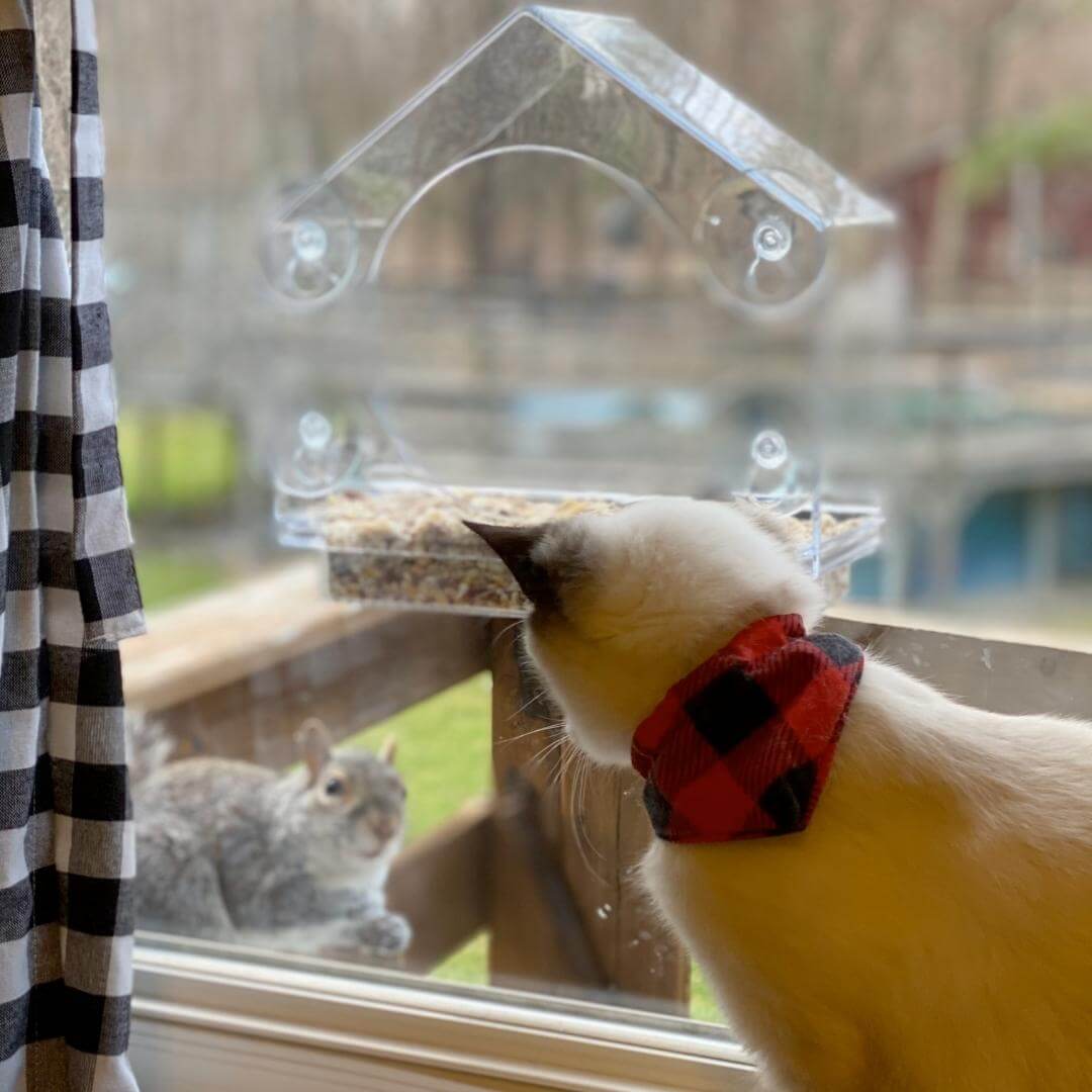 Window Bird Feeder - Default Title, Nymock