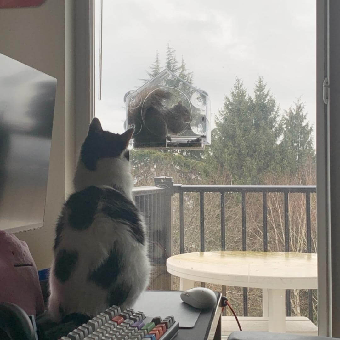 Window Bird Feeder - Default Title, Nymock