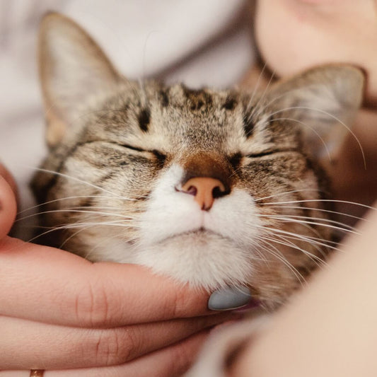 How To Keep Your Cat Happy & Healthy