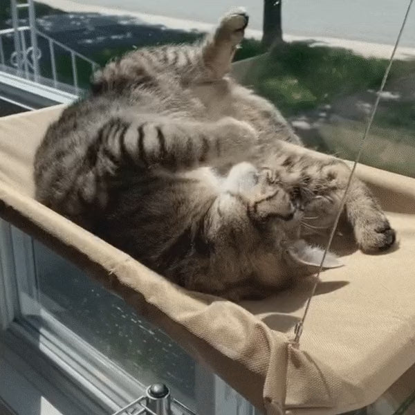 cat happily lounging on a cat window hammock