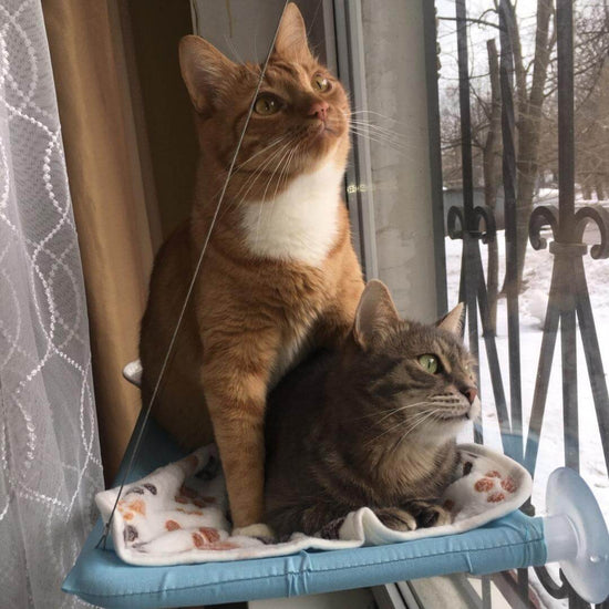 The Original Indoor Window Cat Hammock Nymock™