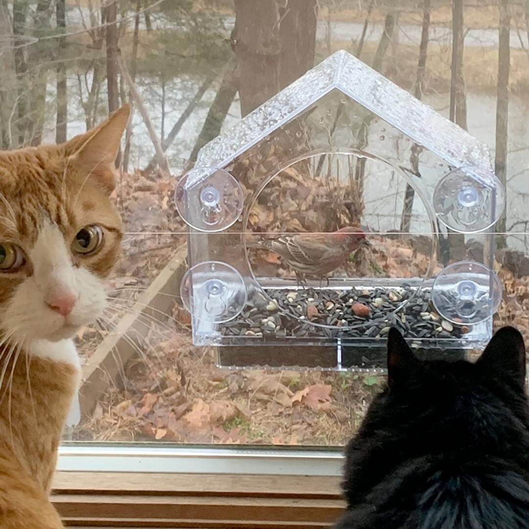 Window Bird Feeder - Default Title, Nymock