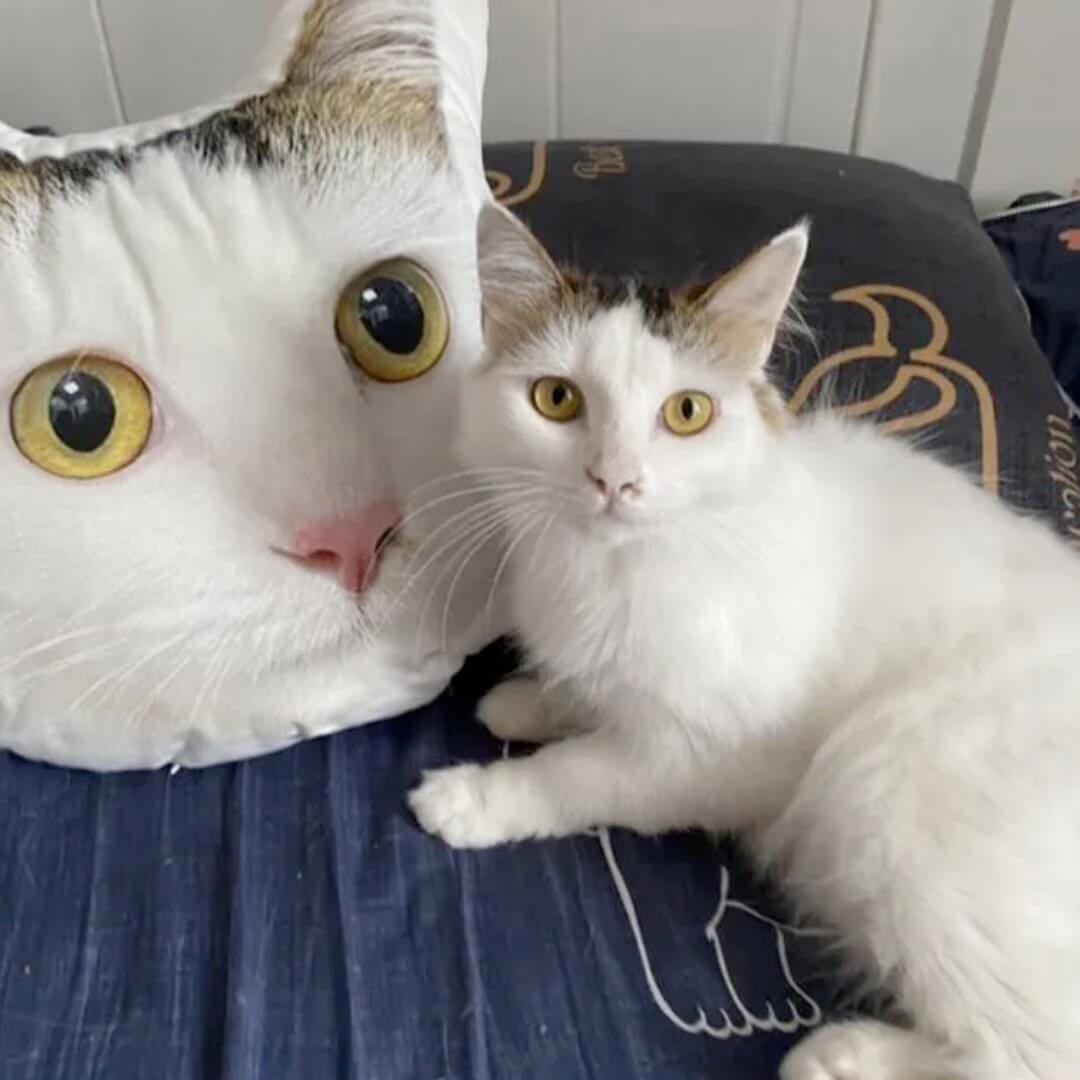 Custom Pet Pillow From Photo - 20cm, Nymock