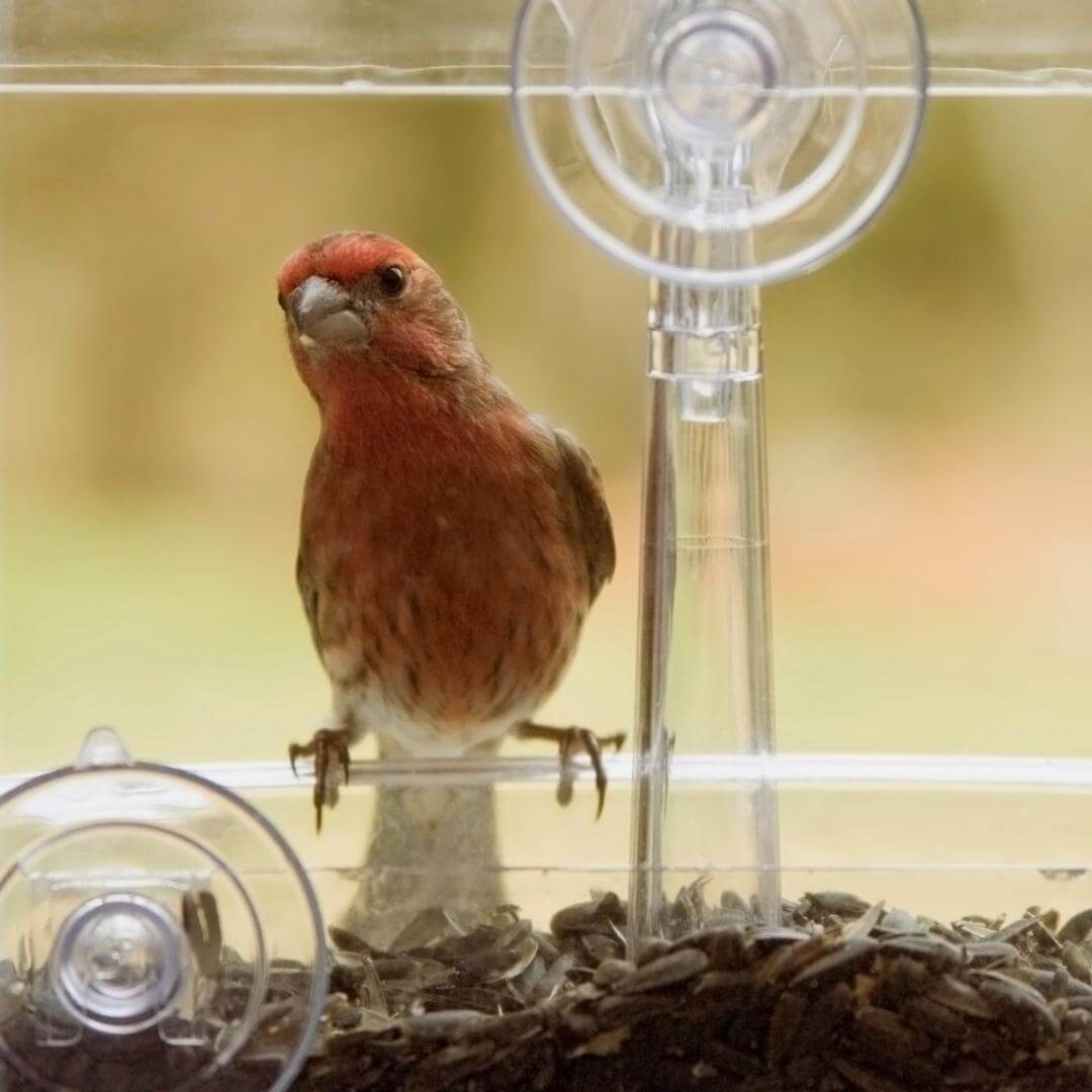 Window Bird Feeder - Default Title, Nymock