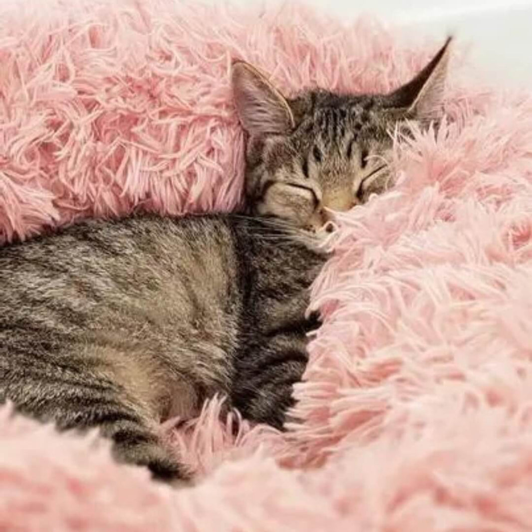 Home Of The Indoor Cat Hammock & Other Innovative Cat Products Nymock